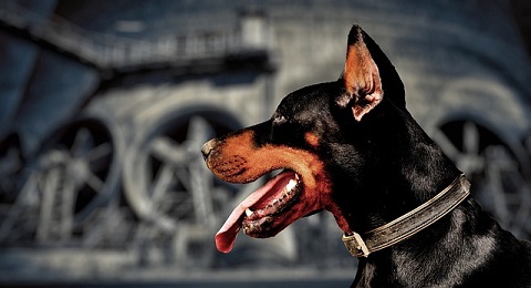 DIY Home Security Guard Dog
